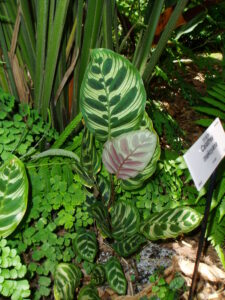 Calathea makoyana (peacock)