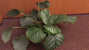 Calathea orbifolia