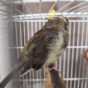 Canary