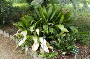 Cast iron plant