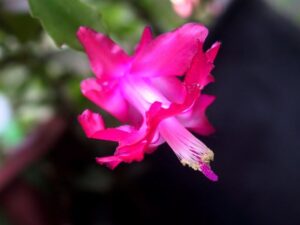 Christmas cactus