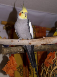 Cockatiel (Nymphicus hollandicus)