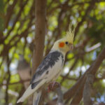Cockatiel perched in a tree