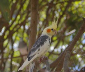 Cockatiel perched in a tree