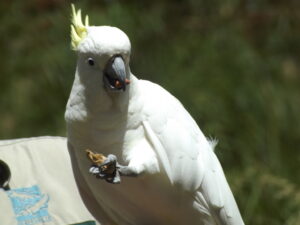 Sulphur-crested cockatoo