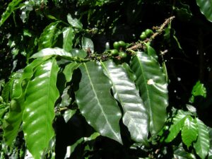 Coffee plant