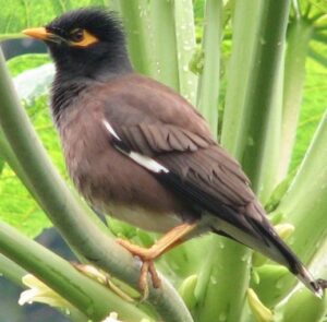 Common myna