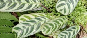 Ctenanthe