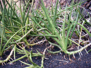 Cylindrical snake plant