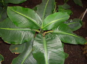 Dieffenbachia / dumb cane