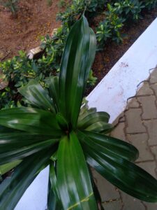 Dracaena fragrans (corn plant)
