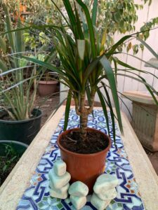 Dracaena marginata
