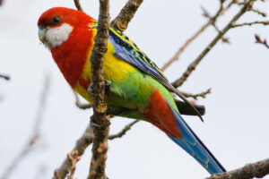 Eastern rosella