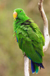 Eclectus parrot