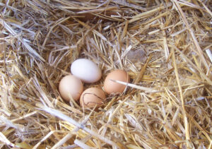 Egg food (breeding soft food)