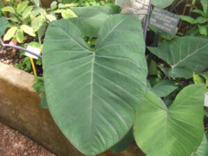 Elephant ear (Colocasia)