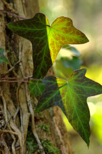 English ivy (Hedera)