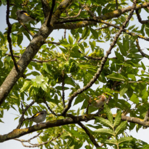 European goldfinch