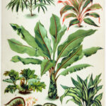 Indoor houseplant