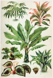 Indoor houseplant
