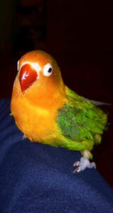 Fischer's lovebird