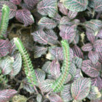Fittonia / nerve plant