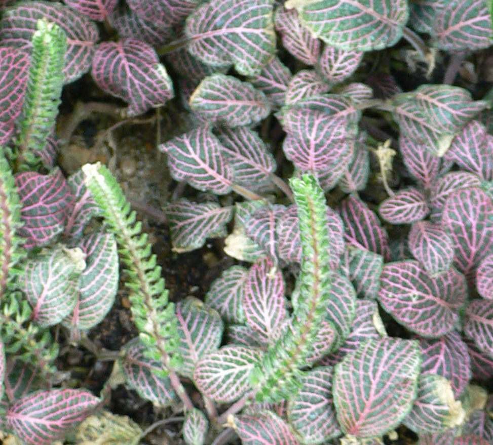 Fittonia / nerve plant