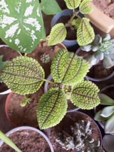 Friendship plant (Pilea involucrata)