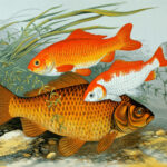 Fancy goldfish (Carassius auratus)