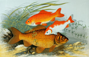 Fancy goldfish (Carassius auratus)