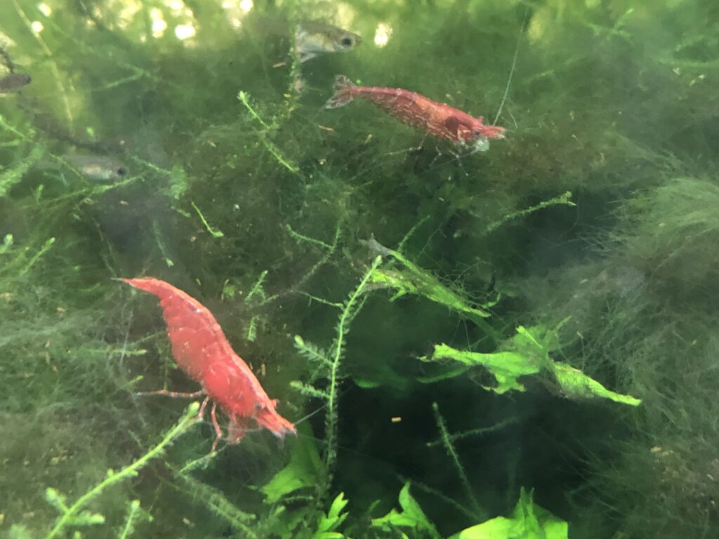 Neocaridina cherry shrimp
