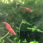 Neocaridina cherry shrimp