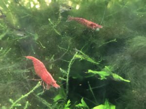 Neocaridina cherry shrimp