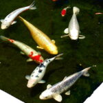 Garden koi / goldfish pond