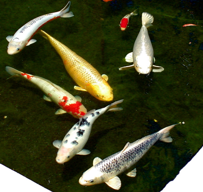 Garden koi / goldfish pond