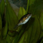 Pea puffer (Carinotetraodon travancoricus)