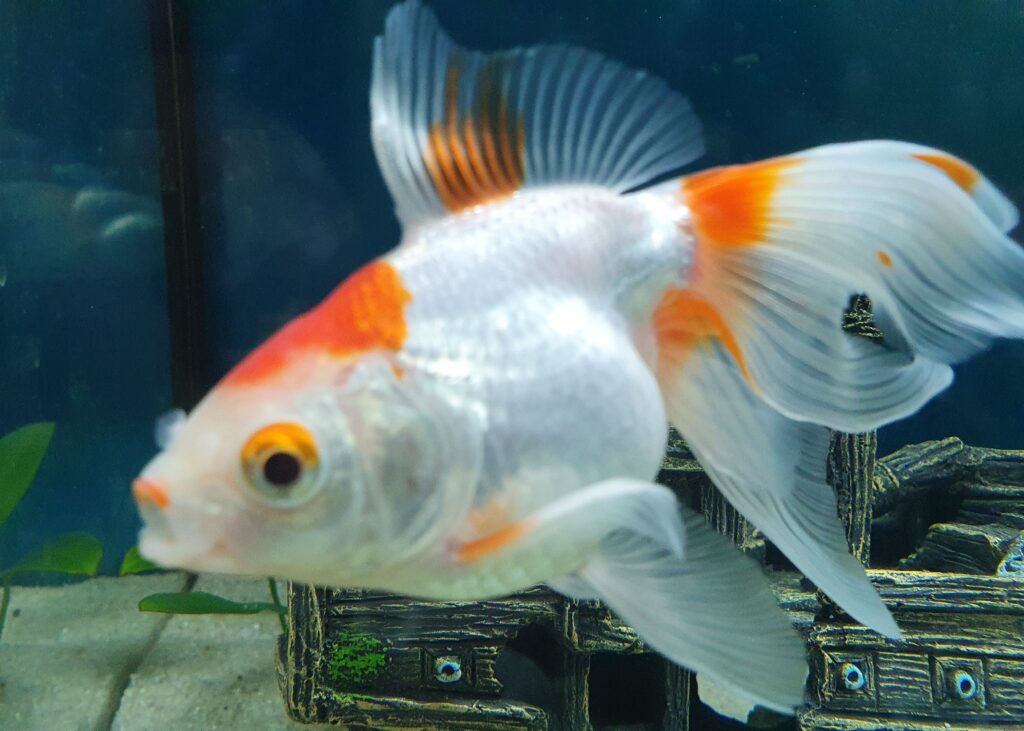 Oranda / ranchu goldfish (round-body fancy)