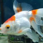Oranda / ranchu goldfish (round-body fancy)