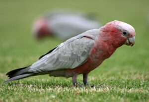 Galah / rose-breasted cockatoo