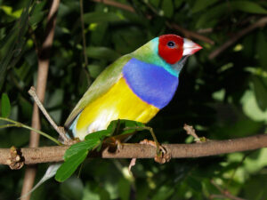 Gouldian finch