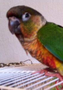 Green-cheeked conure (Pyrrhura)