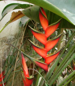 Heliconia