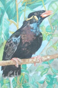 Hill myna (Gracula)