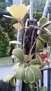 Hoya kerrii