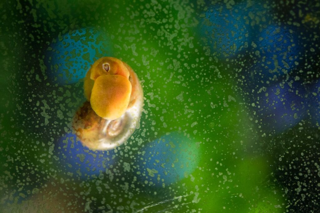 Green film / spotty algae on aquarium glass with snail