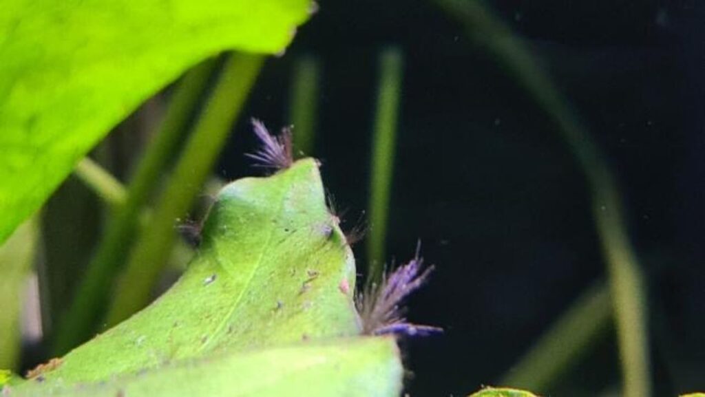 Audouinella / brush algae tufts on a plant leaf