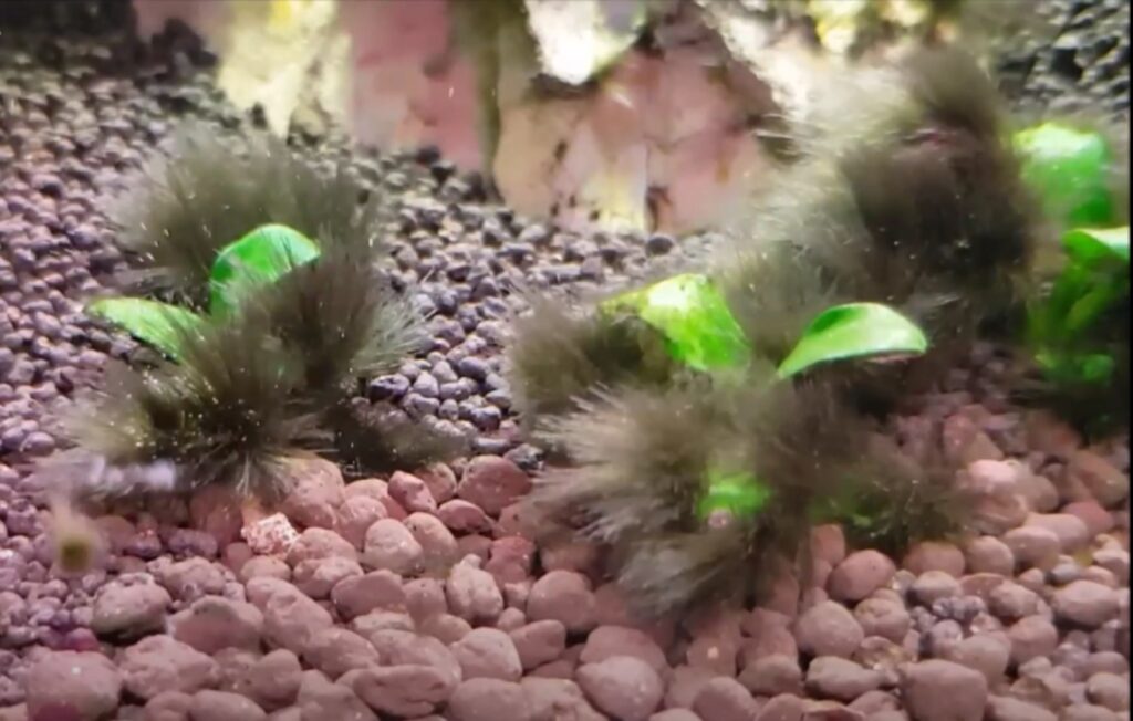 Black beard / brush algae on Anubias in a freshwater aquarium