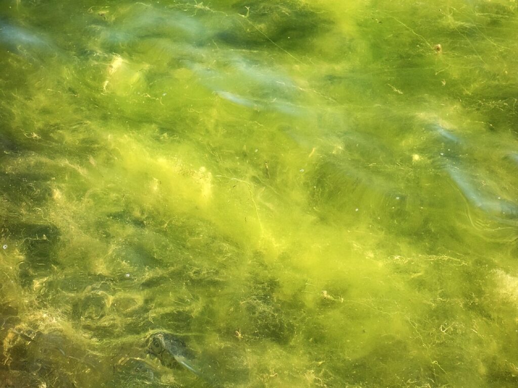 Cladophora / blanket-weed filament mats
