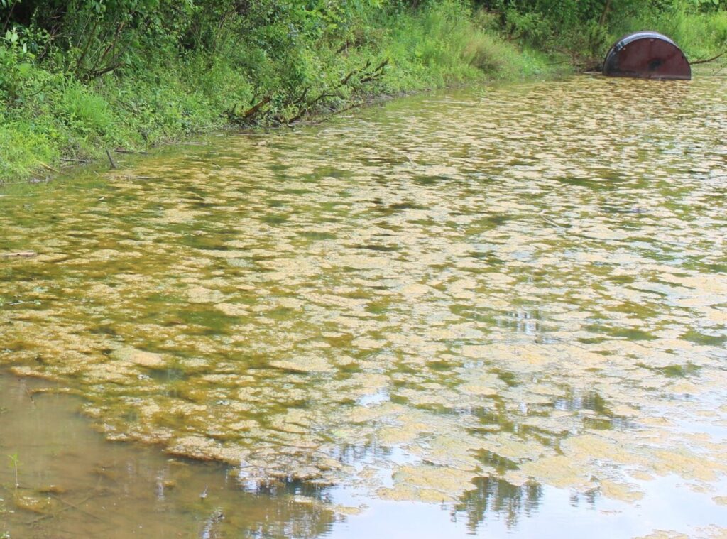 Cyanobacteria / blue-green surface mats on freshwater