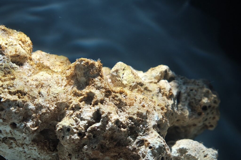 Brown diatom-like coating on aquarium hardscape